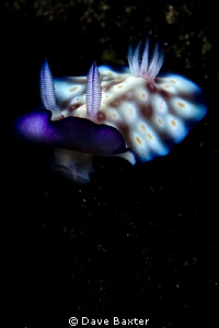 another cutey fromBali by Dave Baxter 